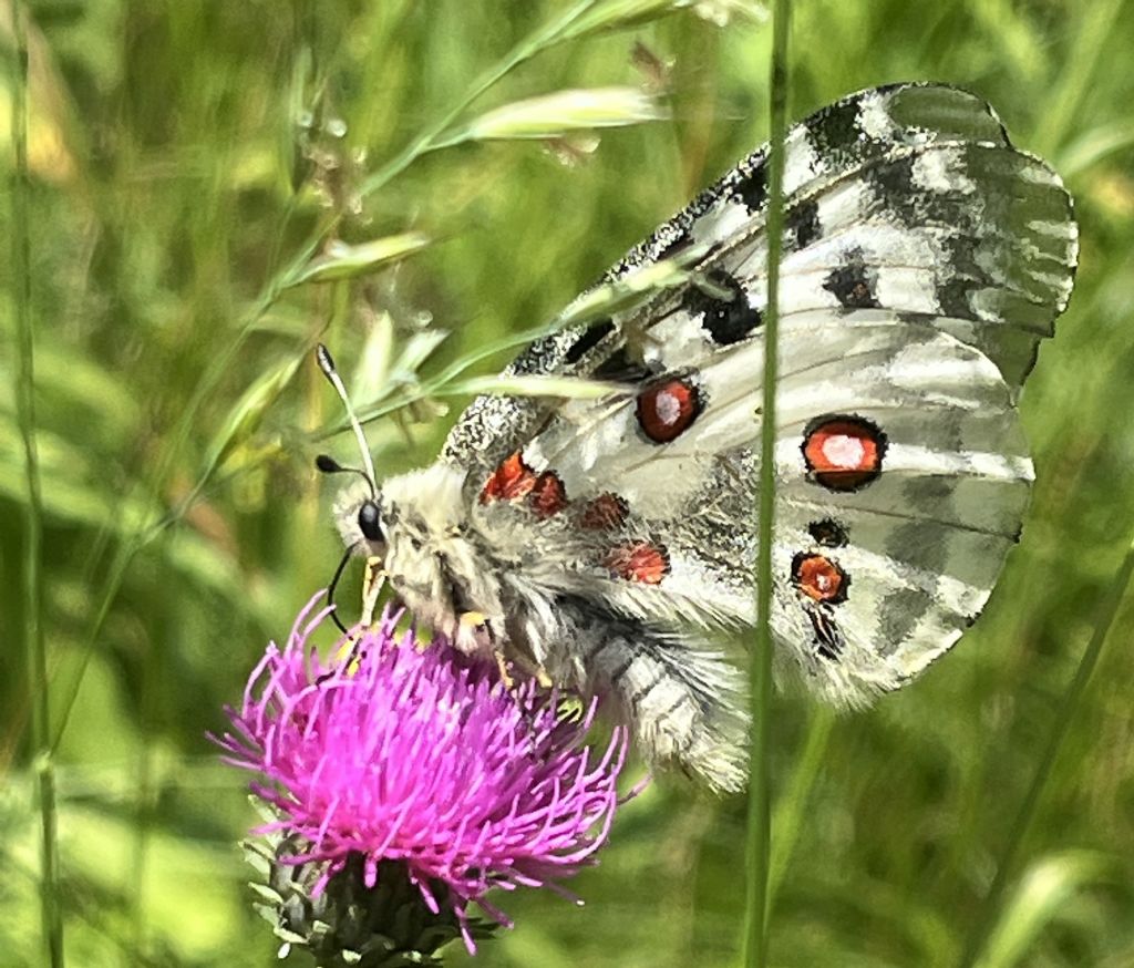 Parnassius apollo - Papilionidae